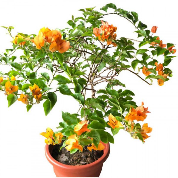 Bougainvillea Plant- orange - paperflower - Plantz Cart